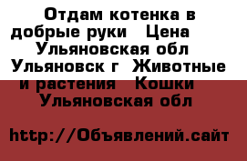 Отдам котенка в добрые руки › Цена ­ 1 - Ульяновская обл., Ульяновск г. Животные и растения » Кошки   . Ульяновская обл.